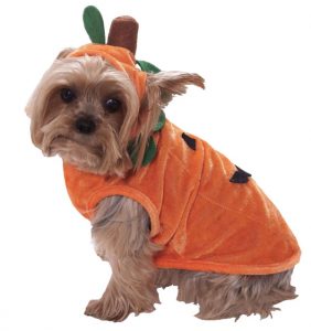 pumpkin-dog